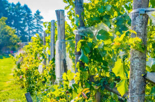 Visite et dégustation au domaine Clos du Paradis_Espaly-Saint-Marcel