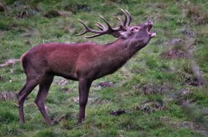Le brame du cerf, rugissement du roi de nos forêts. 