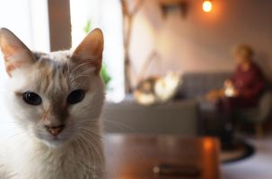 La marche est organisée par Le Jardin des Chats. 