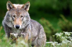 Le loup, animal choyé par les uns, craint par les autres. 