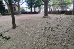 Des feuilles vertes par centaines sur le sol