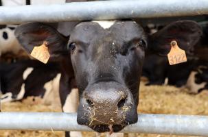 Une cinquante de bêtes est morte en 13 mois sans cause explicable dans le Gaec du Coupet.