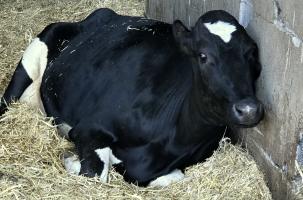 Un grand nombre de vaches sont au sol, prostrées, s'abreuvant à peine.