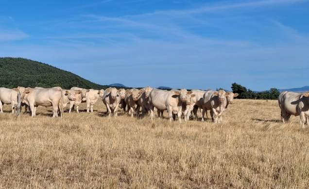 Les animaux d'élevage sont vulnérables au stress thermique