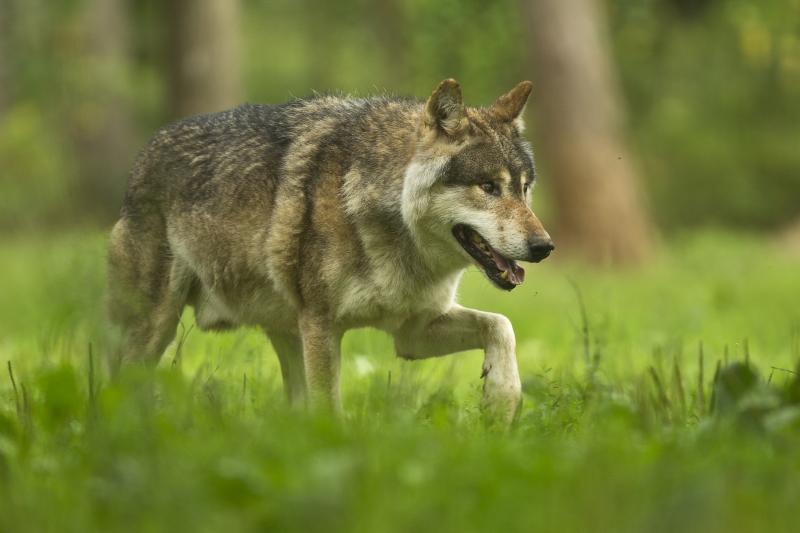 Depuis que l'homme et loup partagent le même air, la cohabitation semble compliquée. 