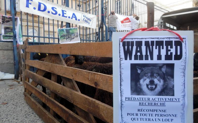Le loup suscite des tensions certaines au sein des éleveurs de la Haute-Loire. 