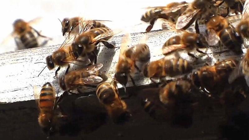 Sale temps pour les abeilles et autres polinisateurs. 