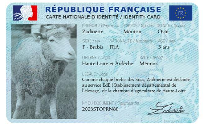  Zadinette, brebis Mérinos de 3 ans
