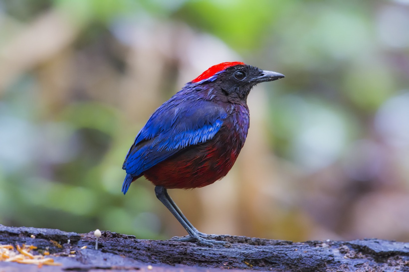 25% des espèces d'oiseaux ont disparu en Europe en 40 ans.