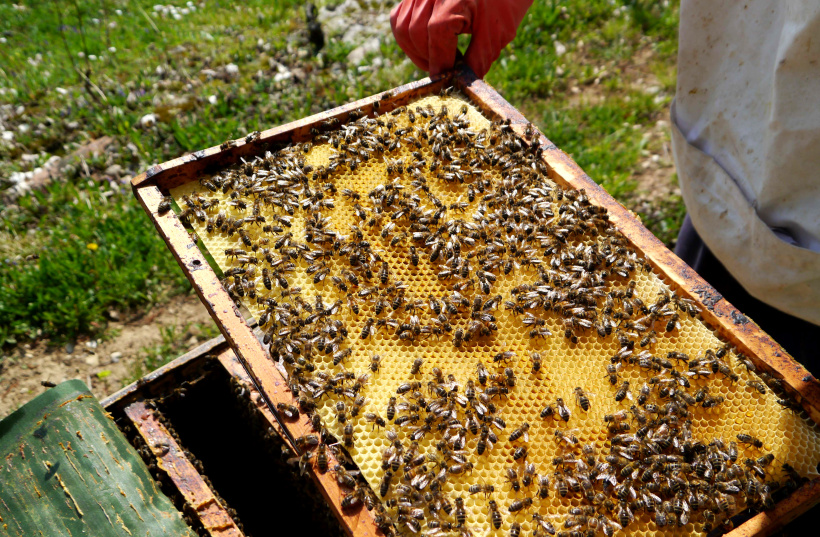 Pose d'un cadre neuf dans un rucher. 