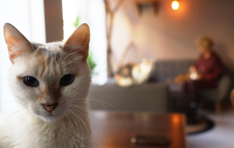 La marche est organisée par Le Jardin des Chats. 