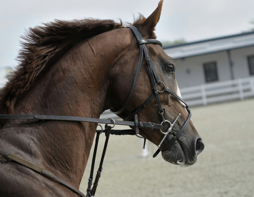 Un cheval qui court dans un près 