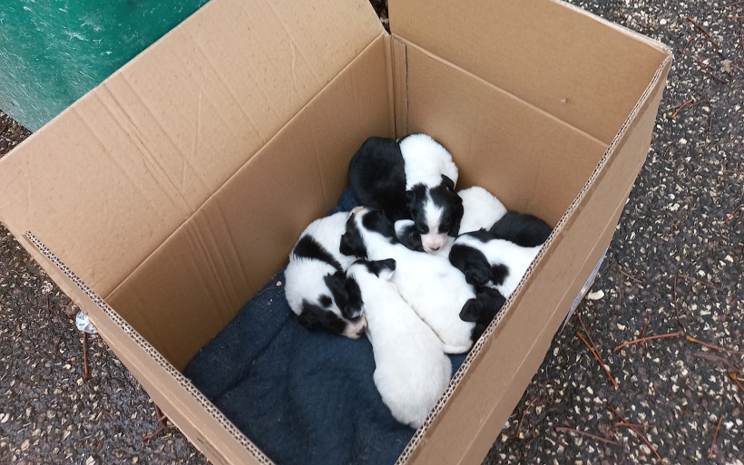 Le carton de chiots retrouvé dans la poubelle à Yssingeaux.