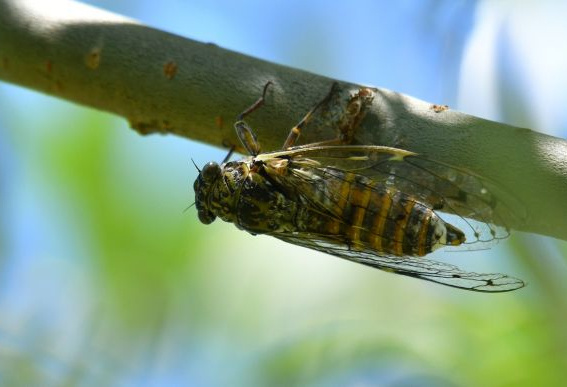 Une cigale grise, prise en photo en juillet 2022, à Arlempdes en Haute-Loire.
