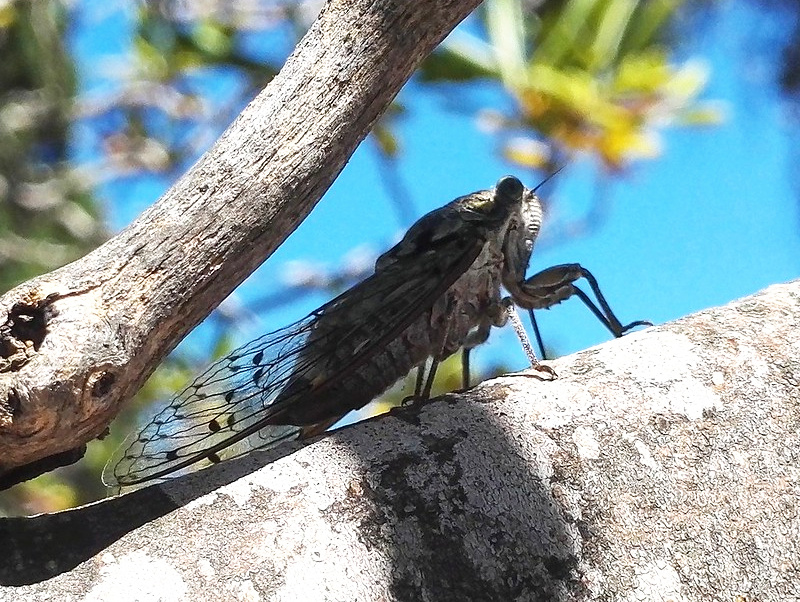 Les fourmis devront surement composer de plus en plus avec les cigales en Haute-Loire. 