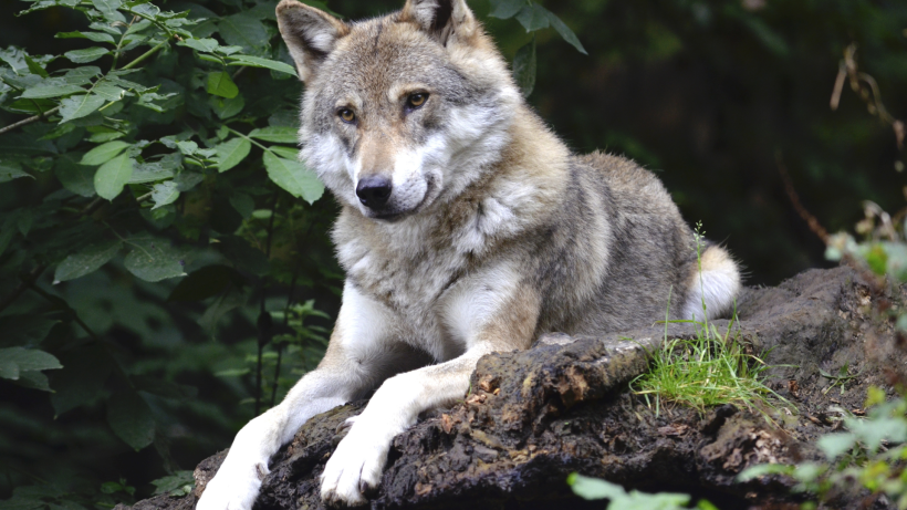 Est-ce bien un loup qui a attaqué les animaux ?