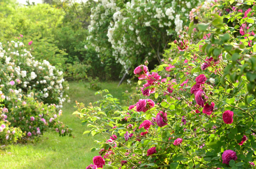 Journée des roses au Jardin de Taulhac ce dimanche 16 juin