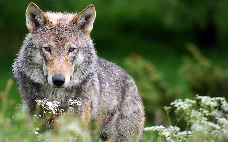 Le loup, animal choyé par les uns, craint par les autres. 