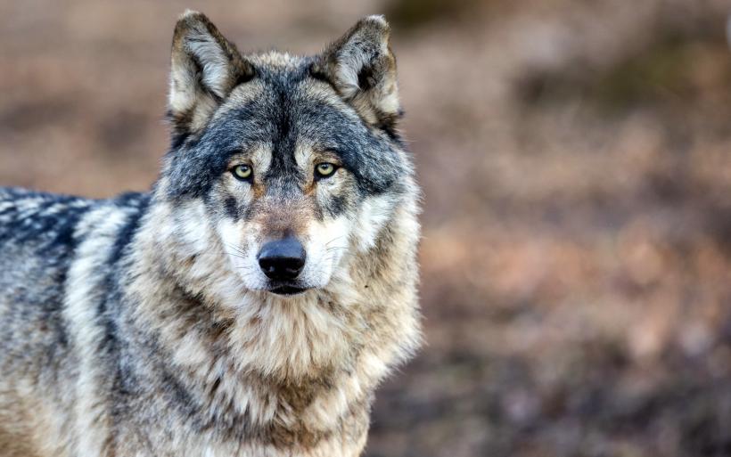 Le loup... animal choyé par les uns, craint par les autres. 
