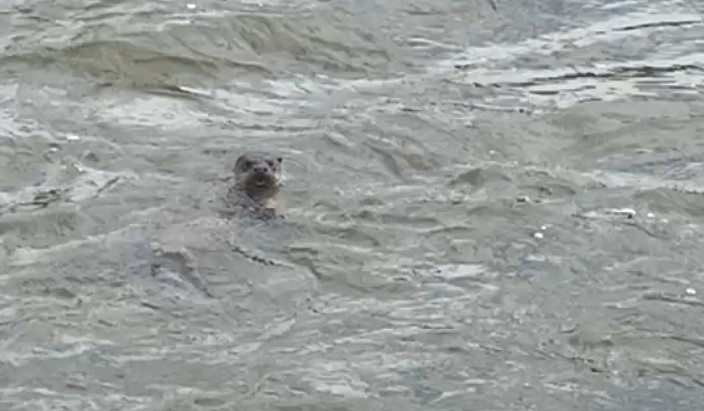 Une belle petite tête qui dépasse de l'eau, à Brives-Charensac.