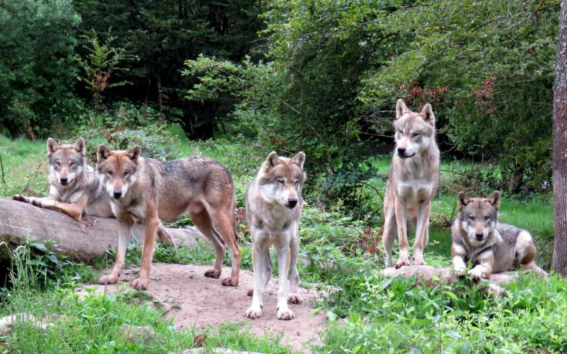 Entre chien et loup... Tel est l'avenir du loup en France et en Haute-Loire.