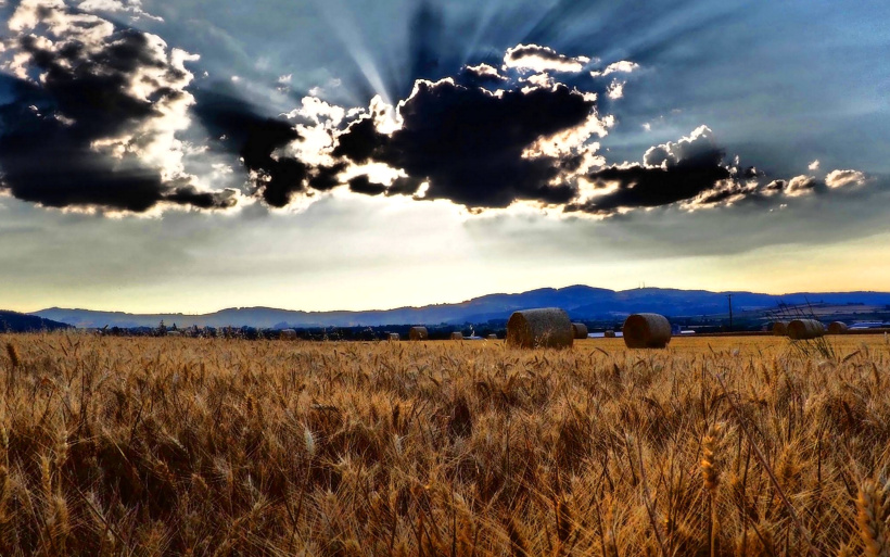 Un champ de céréales du côté de Loudes en 2018.
