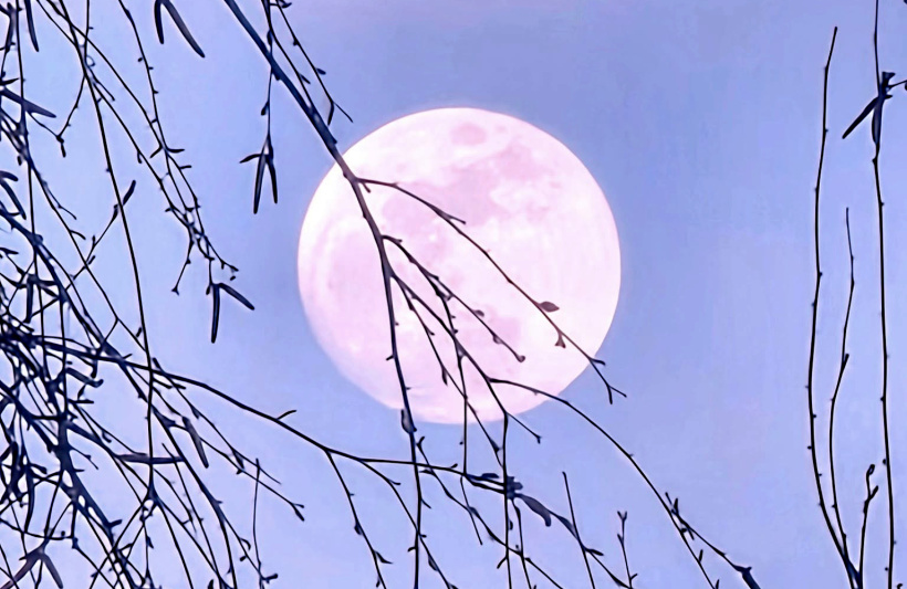 Peut-être que les enfants pensent que des roses ont poussé sur le visage de la lune.